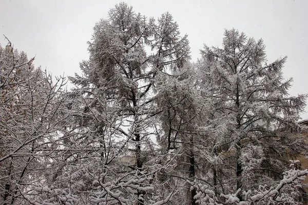 雪に覆われた木々 白い空に対して — ストック写真