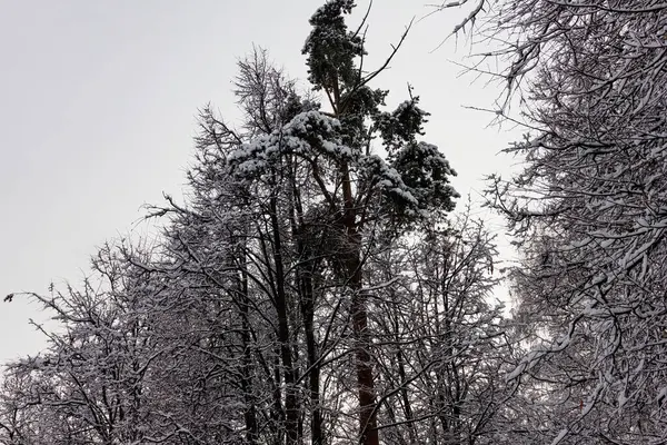 Kerstbomen Het Besneeuwde Bos — Stockfoto
