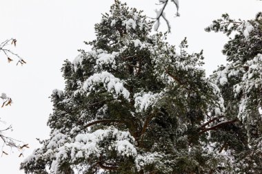Parkta karla kaplı ladin ağaçları.