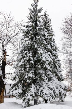 Karlı bir parkta güzel bir Noel ağacı