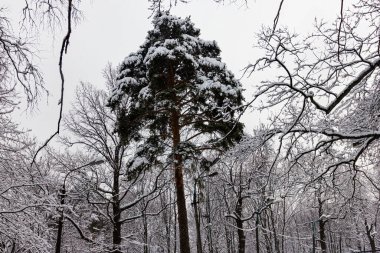 Gökyüzünün beyaz arka planında karla kaplı ladin.
