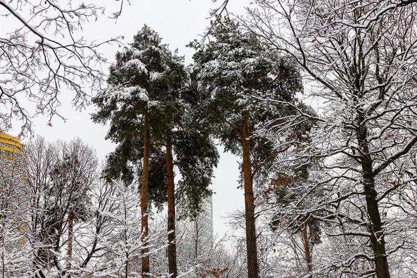 Χειμερινό Τοπίο Έλατα — Φωτογραφία Αρχείου
