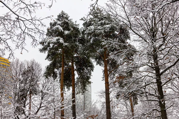 Paysage Hivernal Avec Sapins — Photo