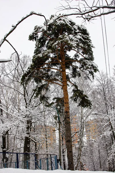 Pinheiro Bonito Parque Coberto Neve — Fotografia de Stock