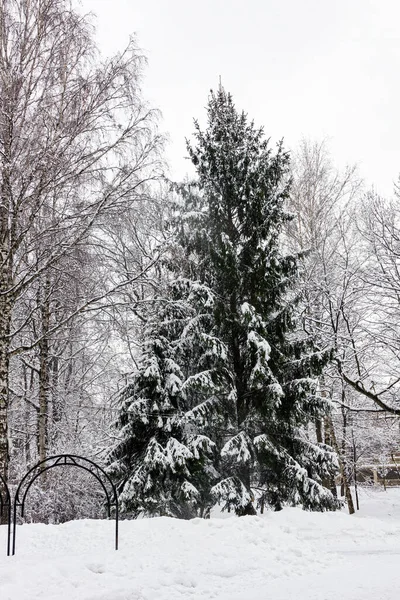 Schöner Weihnachtsbaum Schneebedeckten Park — Stockfoto