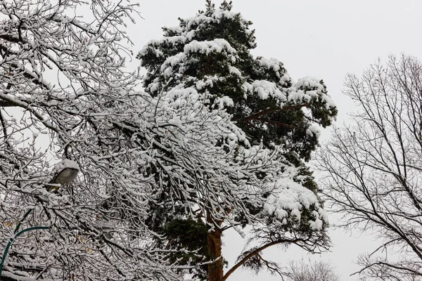 Snow Covered Spruce Trees Snow White Sky — Stock Photo, Image