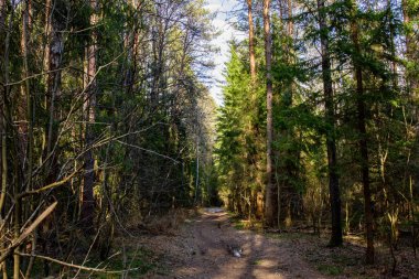 Ormanda bahar manzarası.