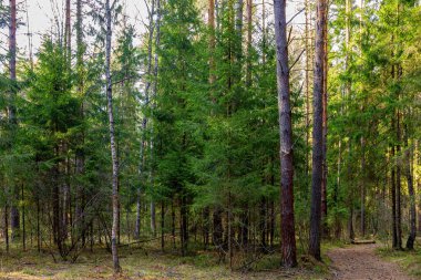 Ladin ormanında bahar manzarası.