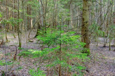 Bahar ormanında genç bir ladin ile manzara.