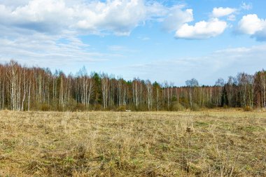 Bir tarla ve huş ağaçlarıyla ilkbahar manzarası .