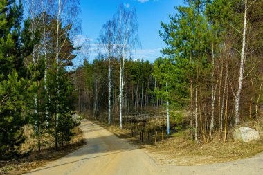 Ormanın içinden geçen bir yolu olan manzara. .