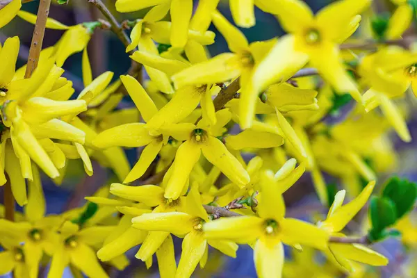 Primavera Flores Amarillas Primer Plano — Foto de Stock