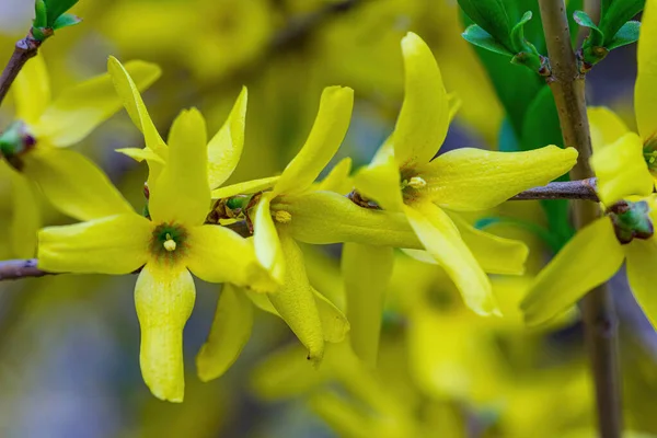 Flores Amarillas Primer Plano — Foto de Stock