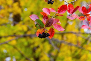 Bahçemizdeki bir dalda siyah meyveli Rowan..