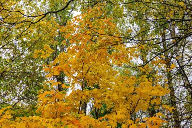 Par 'da renkli sonbahar manzarası