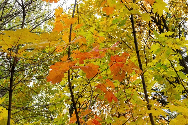 Helle Herbstlandschaft Park — Stockfoto