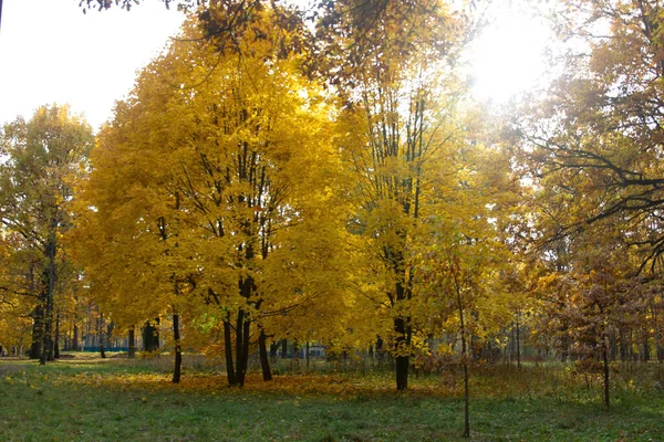 Helle Herbstlandschaft Park — Stockfoto