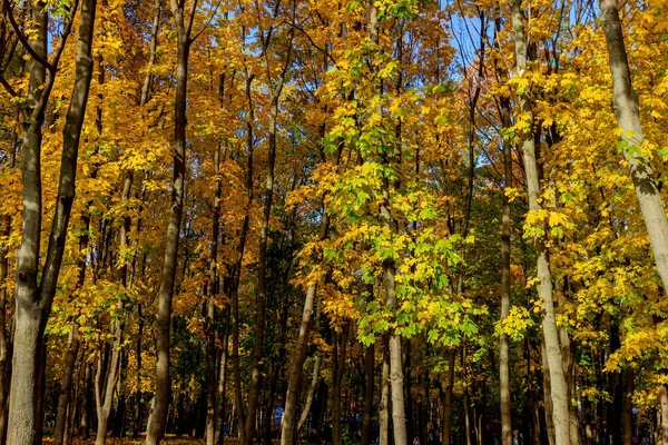 Herbstlandschaft Park — Stockfoto