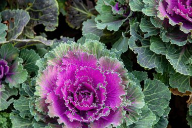 Parkta kırmızı dekoratif lahana.