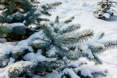  Karla kaplı bir ormanda mavi ladin dalları.