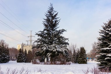 Güzel köknar ağaçları olan kış manzarası güneşli bir gün. .