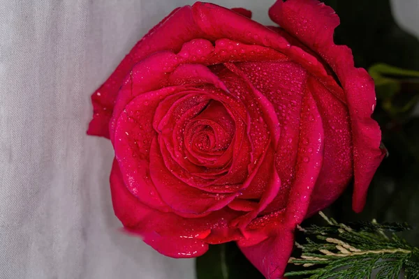Розовая Роза Белом Фоне Капельками Воды Еловыми Ветвями — стоковое фото