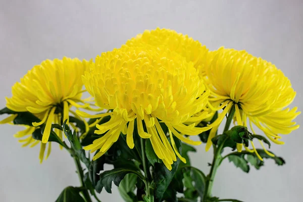 Bouquet Coloré Chrysanthèmes Jaunes Gros Plan Sur Fond Blanc — Photo