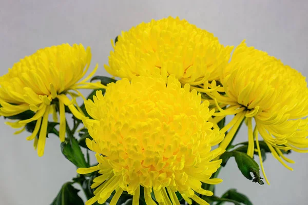 Bouquet Crisantemi Rigogliosi Gialli Con Vista Laterale Sfondo Bianco — Foto Stock