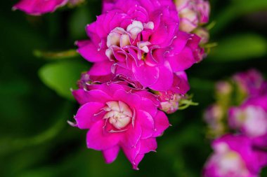 Pembe ev çiçeği yakın plan..