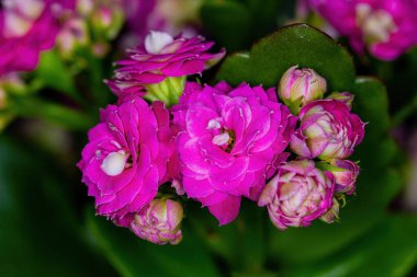 Güzel pembe çiçek, yakın plan..