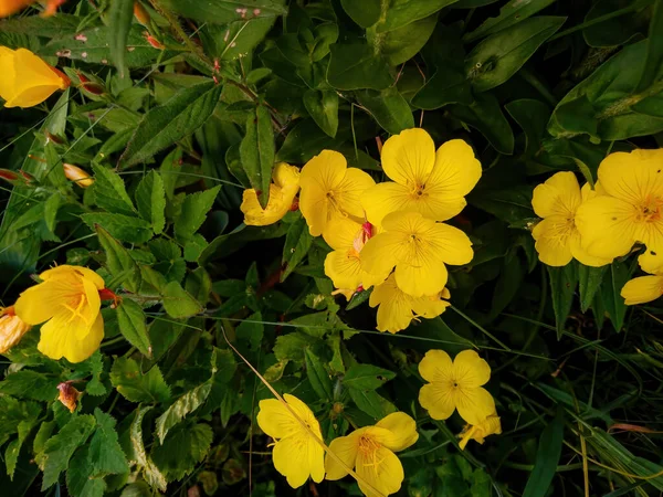 Gelbe Blumen Unserem Garten — Stockfoto