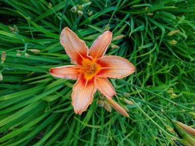Bahçemizde turuncu zambak çiçeği var. .