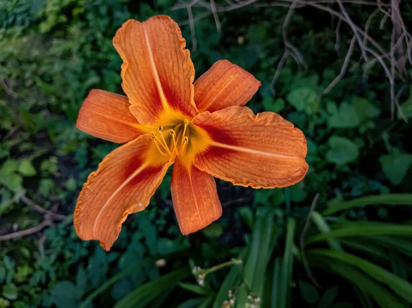 橙色百合花在我们花园的特写 — 图库照片