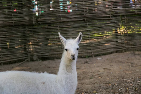 Regard Concentré Lama Dans Zoo — Photo