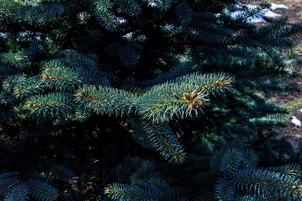 Cones Blue Spruce Close — Stock Photo, Image