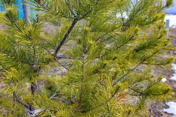 Branches Beautiful Christmas Tree Close — Stock Photo, Image