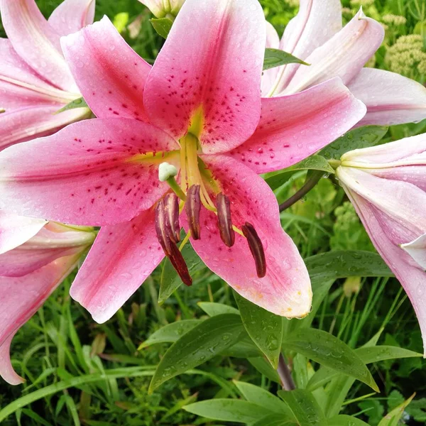 Rosa Lilie Mit Wassertropfen Großaufnahme — Stockfoto