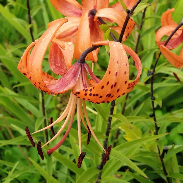 Orangefarbene Lilie Mit Wassertropfen Aus Nächster Nähe — Stockfoto