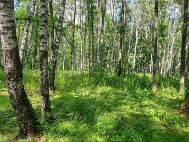 Parkta huş ağaçları olan bahar manzarası.
