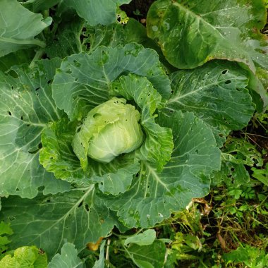 Bahçemizde taze lahana