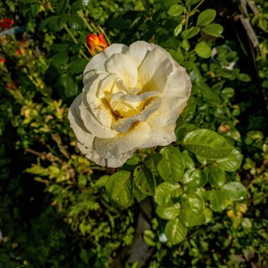 Su damlaları olan beyaz gül..