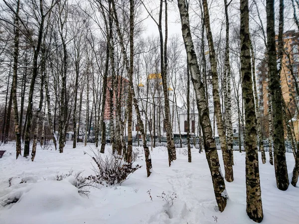 Paisagem Inverno Com Vidoeiros Parque — Fotografia de Stock