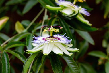 Olağandışı şekil çiçekleri yakın plan.