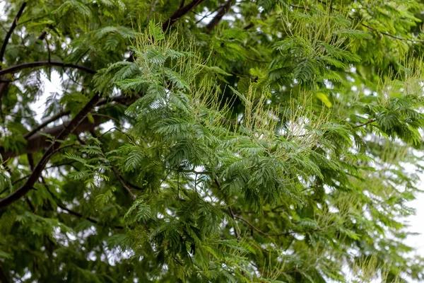 Ovanliga Nålliknande Blad Träd — Stockfoto