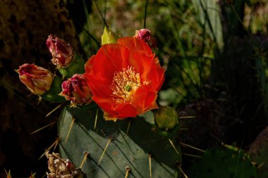 Kafkasya 'da bir bahçede çiçek açan kaktüs..
