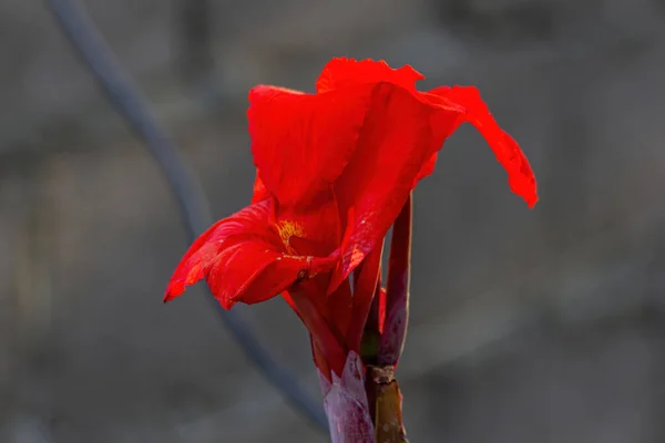 Eredeti Vörös Virág Közelkép — Stock Fotó