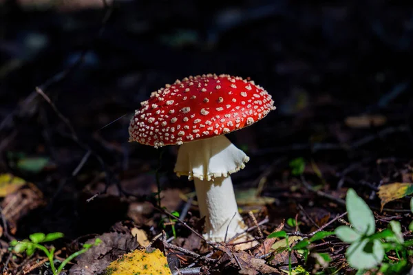 红色的蘑菇在森林里飞来飞去 — 图库照片