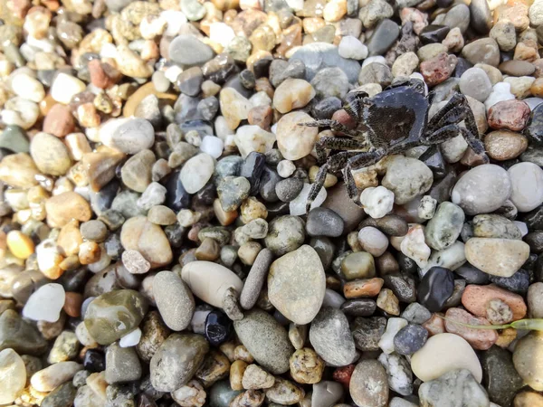 Viele Kleine Krabben Strandnähe — Stockfoto
