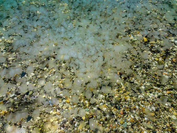 Paisaje Con Vistas Muchas Medusas Pequeñas Cerca Playa Agua — Foto de Stock