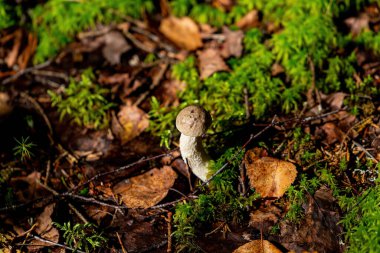 Ormanda mantar boletusu.
